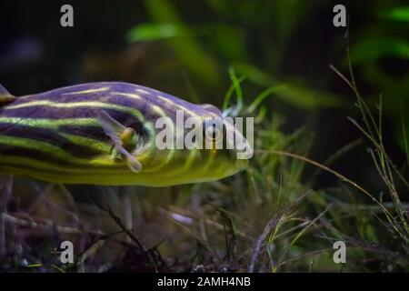 Der gestreifte Burrfisch oder einfach Burrfish Chilomycterus schoepfi gehört zur Stachelschweinfamilie Diodontidae. Stockfoto