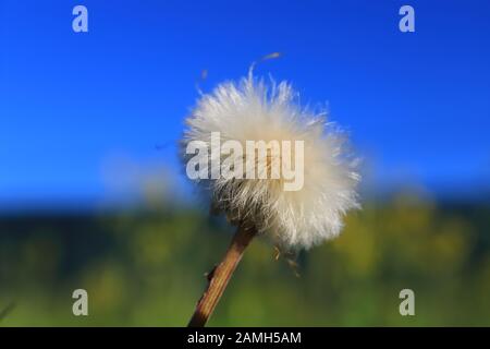 Weiße Löwenzahn auf blauem Himmel Stockfoto