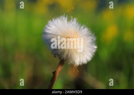 Weiße Löwenzahn auf grünem Gras Stockfoto