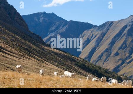 Hochalpenweide und Rinder, Italien - Almweide auf Weiden im Hochalstal von Rochemolles bei Bardonecchia, Piemonte Stockfoto