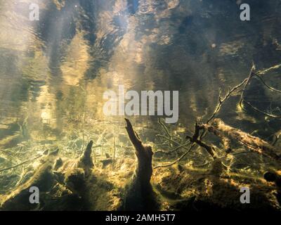 Düsterer Unterwasserblick auf versunkene Bäume und Wasseroberfläche Stockfoto