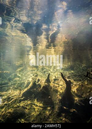 Düsterer Unterwasserblick auf versunkene Bäume und Wasseroberfläche Stockfoto