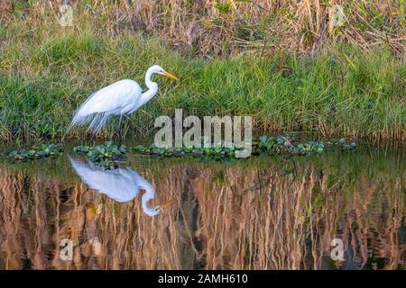 Ein Großer Egret (Ardea alba), der im Wasser eines zentralen Florida-Teiches schön reflektiert wird, während er seine Beute sticht. Stockfoto