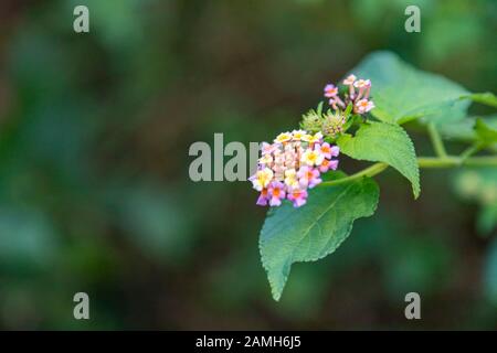 Lantana oder Westindische Lantana-Blumen blühen im Garten Stockfoto