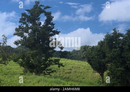 Manati-Florida schöne Landschaft Stockfoto