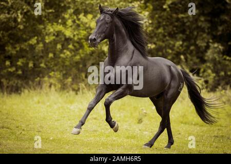 Schwarzer Pura Raza Espanola Stallion im Galopp, Deutschland Stockfoto