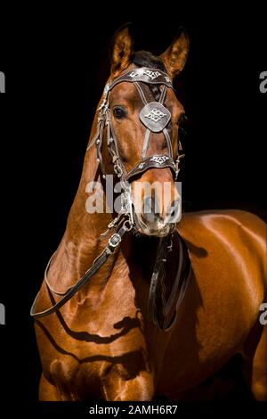 Pura Raza Espanola Hengst mit Baroquebrandung, Tierporträt vor schwarzem Hintergrund, Österreich Stockfoto