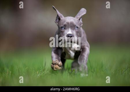 Staffordshire Terrier Welpe, auf Wiese, frontal, Österreich Stockfoto