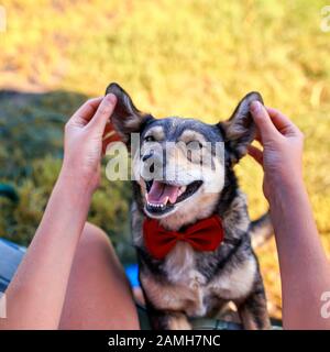 Menschliche Hände hoben Ohren bei niedlichem Braun an und lächelten einen Hund in einem sonnigen Garten auf grünem Gras Stockfoto