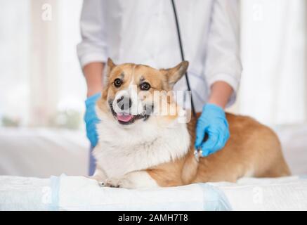 Niedlicher und lächelnder Welpenhund Corgi, der auf dem Tisch liegt, wird von einem Tierarzt mit einem Phonendoskop in der Klinik untersucht Stockfoto