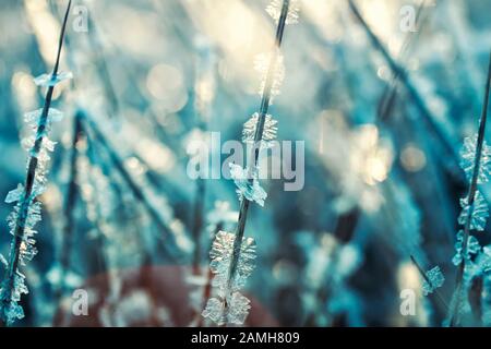 Natürlicher Hintergrund mit glänzenden transparenten Kristallen aus kaltem Frost bedeckt das Gras wie Kügelchen auf einem Feld an einem sonnigen Wintertag am Morgen Stockfoto