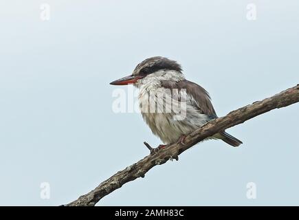 Gestreifter Kingfisher (Halcyon chelicuti chelicuti), Erwachsener, der im November im Dead Branch Lake Mburo National Park in Uganda aufgehütet ist Stockfoto