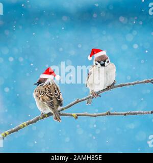 Zwei kleine Vögel sparren in festlichen roten Santa-Hüten, die auf einem Zweig unter dem Schnee im Weihnachtsgarten sitzen Stockfoto