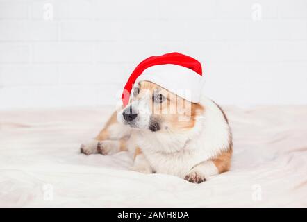 Festliches Porträt des hübschen, hübschen Rote-Kopf-Puppen-Hundes Corgi in der roten Weihnachtskappe auf weißem flauschigem Plaid Stockfoto