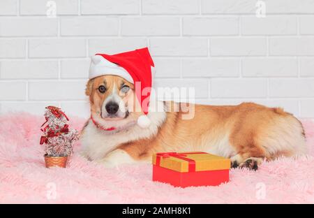 Ferienkarte mit niedlichem Ingwer-Welpen-Hund Corgi in roten Weihnachten auf rosa Plaid mit Geschenk und Tannenbaum liegend Stockfoto
