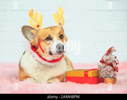 Ferienkarte mit niedlichem Ingwer-Welpen-Hund Corgi in Weihnachten Rentier-Geweih auf pinkfarbener Pflaume mit Geschenk und Tannenbaum Stockfoto