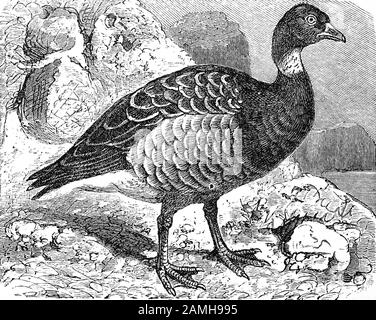 Brent, oder brent Gans / Ringelgans, Branta bernicla, Bernicla torquata, historisch, digital verbesserte Wiedergabe eines Originals aus dem 19. Jahrhundert / Digitale Produktion einer Originalanlage aus dem 19. Jahrhuntert, Stockfoto