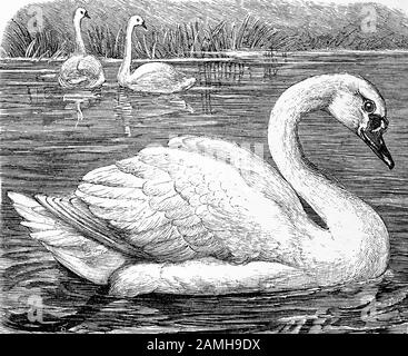 Mute Swan / Höckerschwan, Cygnus olor, historisch, digital verbesserte Wiedergabe eines Originals aus dem 19. Jahrhundert / Digitale Produktion einer Originalanlage aus dem 19. Jahrhuntert, Stockfoto