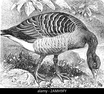 Graylag Gans / Graugans, Anser cinereus, Anser anser, historisch, digital verbesserte Wiedergabe eines Originals aus dem 19. Jahrhundert / Digitale Produktion einer Originalanlage aus dem 19. Jahrhuntert, Stockfoto