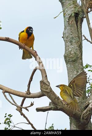 Village Weaver (Ploceus cucullatus cucullatus) Erwachsener Mann zeigt zum Female Lake Mburo National Park, Uganda November Stockfoto