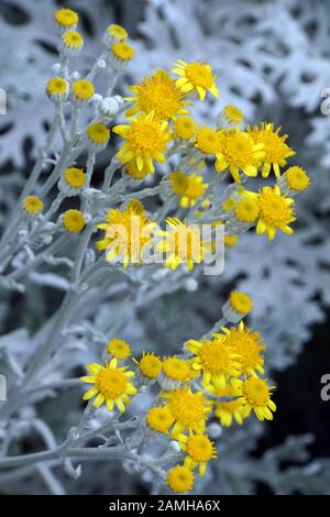 Weißfilziges Greiskraut (Maculata maritima), Telde, Gran Canaria, Kanaren, Spanien Stockfoto