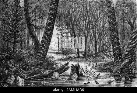 Ein Wald in der karbonischen Zeit (also kohlebewohnend), der sich 60 Millionen Jahre vom Ende der devonischen Zeit vor 358,9 Millionen Jahren bis zum Beginn der Permian-Zeit, vor 298,9 Millionen Jahren, erstreckt. Der atmosphärische Sauerstoffgehalt erreichte auch in der Erdgeschichte seine höchsten Werte im Zeitraum, 35 % im Vergleich zu 21 % heute, wodurch sich terrestrische Wirbellose zu großer Größe entwickeln konnten. Stockfoto