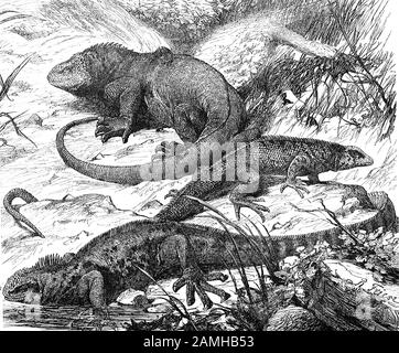 Galapagos Land Iguana und Marine Iguana / Galapagos Echsen, Drusenkopf, Conolophus Subcristatus, Kielschwanz, Tropidurus grayii, gekämmte Meerechse, Amblyrhynchus Cristatus, historisch, digital verbesserte Wiedergabe eines Originals aus dem 19. Jahrhundert / Digitale Reproduktion aus dem 19. Jahrhundert. Jahrhuntert, Stockfoto