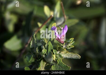 Kanaren-Salbei (Salvia Canariensis) - Bergwelt im Landschaftspark Parque Rural del Nublo, Tejada, Gran Canaria, Spanien Stockfoto