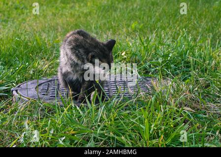 Die Katze wäscht auf der Straße mit grünem Gras seine Zunge. Eine obdachlose Katze sitzt auf einer Eisenluke. Das Haustier schwelt in der Natur. Stockfoto