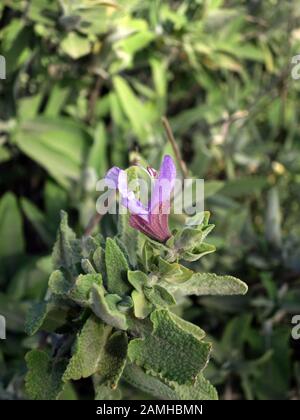 Kanaren-Salbei (Salvia Canariensis) - Bergwelt im Landschaftspark Parque Rural del Nublo, Tejada, Gran Canaria, Spanien Stockfoto