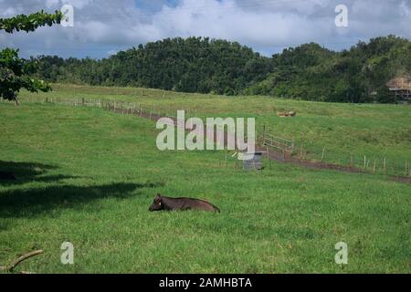 Manati-Florida schöne Landschaft Stockfoto