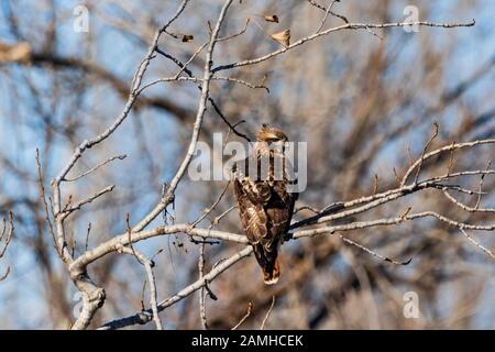 Ein Red Tailed Hawk thront auf einem Baumzweig in Vian, Oklahoma 2019 Stockfoto