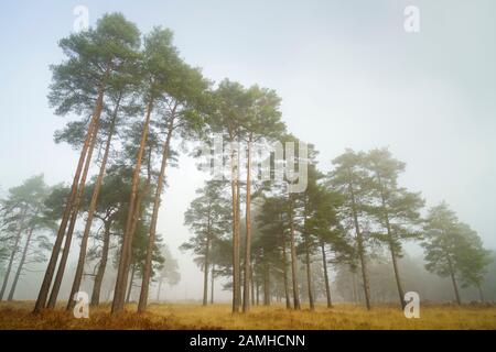 Die Schotten pinieren Pinus sylvestris an einem nebligen Morgen auf dem Ashdown Wald. Stockfoto