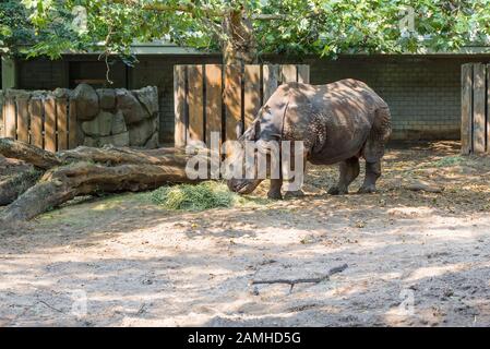 Berlin, DEUTSCHLAND - 6. AUGUST 2013: Rhino isst im Schatten eines großen Baumes im Gehege Zoo Berlin Heu Stockfoto