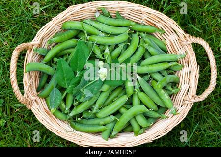 Frisch gepflückte Schoten Erbsen in einem Weidenkorb. Stockfoto