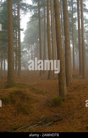 Pinus Sylvestris, Pinus Pinus, liegt an einem nebligen Wintermorgen am Ashdown Wald. Stockfoto