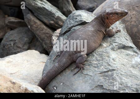 Gran-Canaria-Rieseneidechse (Gallotia stehlini), Maspalomas, Gran Canaria, Spanien Stockfoto