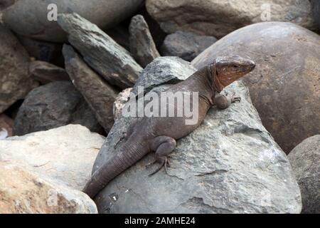 Gran-Canaria-Rieseneidechse (Gallotia stehlini), Maspalomas, Gran Canaria, Spanien Stockfoto