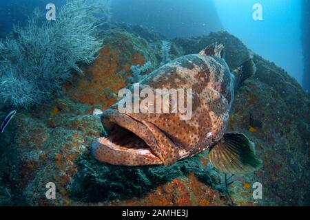 Brown-Spotted Rock Cod oder Groper, Epinephelus coioides, Wolf Rock, Rainbow Beach, Queensland, Australien, Südpazifik Stockfoto