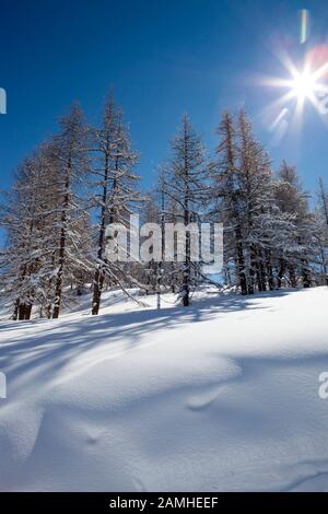 Schnee und Pinien in einer alpinen Landschaft Stockfoto