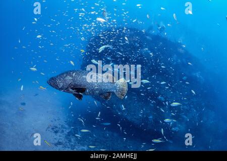 Riesenbarriere oder Queensland groper, Epinephelus lanceolatus, SS Yongala Schiffswrack, Townsville, Great Barrier Reef, Queensland, Australien, Coral Sea, S Stockfoto