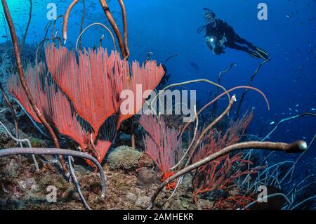 Taucher, der das historische Schiffswrack von SS Yongala, Townsville, Great Barrier Reef, Queensland, Australien, Coral Sea, South Pacific Ocean, erkundet Stockfoto