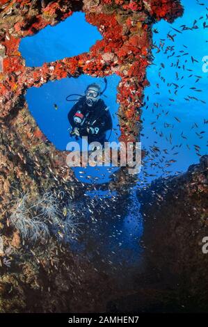 Taucher, der das historische Schiffswrack der SS Yongala, Townsville, Great Barrier Reef, Queensland, Australien, Korallenmeer, Südpazifischer Ozean (MR) erkundet Stockfoto