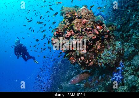 Taucher, der das historische Schiffswrack der SS Yongala, Townsville, Great Barrier Reef, Queensland, Australien, Korallenmeer, Südpazifischer Ozean (MR) erkundet Stockfoto