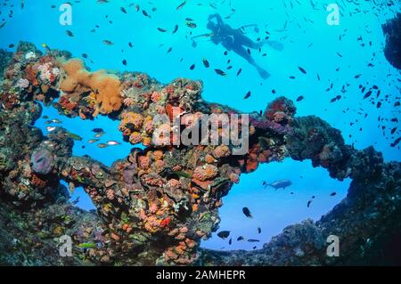 Taucher, der das historische Schiffswrack der SS Yongala, Townsville, Great Barrier Reef, Queensland, Australien, Korallenmeer, Südpazifischer Ozean erkundet Stockfoto