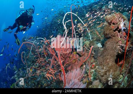 Taucher, der das historische Schiffswrack der SS Yongala, Townsville, Great Barrier Reef, Queensland, Australien, Korallenmeer, Südpazifischer Ozean (MR) erkundet Stockfoto