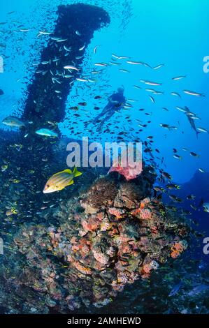 Taucher, der das historische Schiffswrack der SS Yongala, Townsville, Great Barrier Reef, Queensland, Australien, Korallenmeer, Südpazifischer Ozean (MR) erkundet Stockfoto