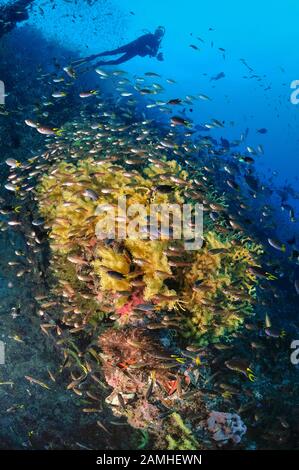 Taucher, der das historische Schiffswrack der SS Yongala, Townsville, Great Barrier Reef, Queensland, Australien, Korallenmeer, Südpazifischer Ozean (MR) erkundet Stockfoto