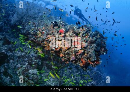 Taucher, der das historische Schiffswrack der SS Yongala, Townsville, Great Barrier Reef, Queensland, Australien, Korallenmeer, Südpazifischer Ozean (MR) erkundet Stockfoto