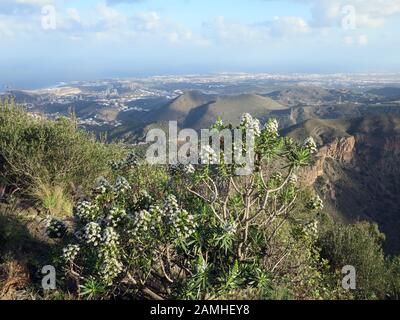 Blick vom Pico de Bandama in der Caldera de Bandama, Las Palmas de Gran Canaria, Kanarische Inseln, Spanien Stockfoto